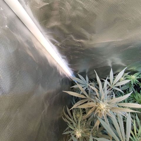 Diabo rojo growlog timeline photo