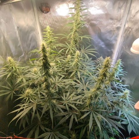 #skunk1 growlog timeline photo