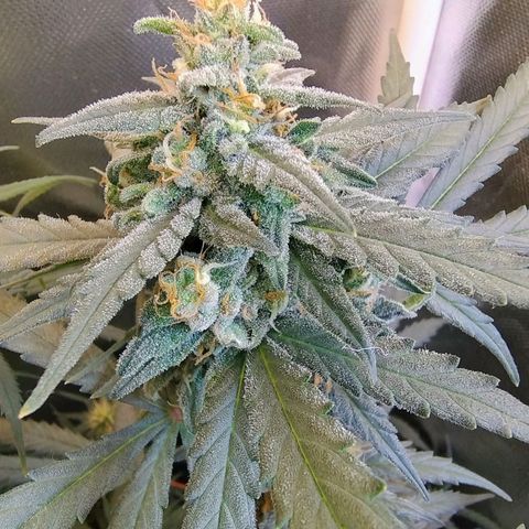 Diabo rojo growlog timeline photo