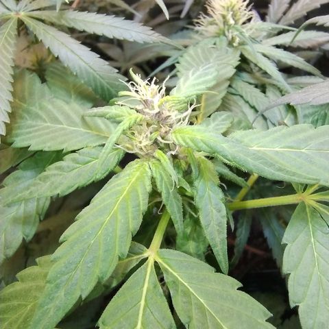 Purple lemonade#2 growlog timeline photo