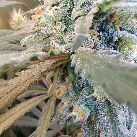 Diabo rojo growlog timeline photo