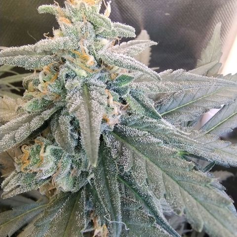 Diabo rojo growlog timeline photo