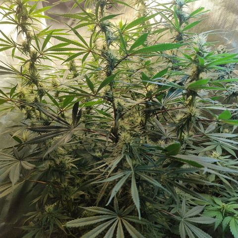 #skunk1 growlog timeline photo