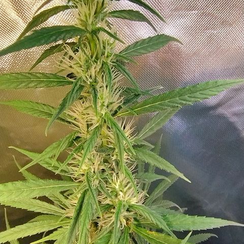 #skunk1 growlog timeline photo