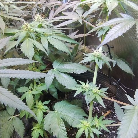 Purple lemonade growlog timeline photo