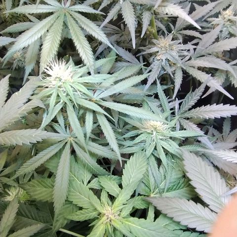 Diabo rojo growlog timeline photo