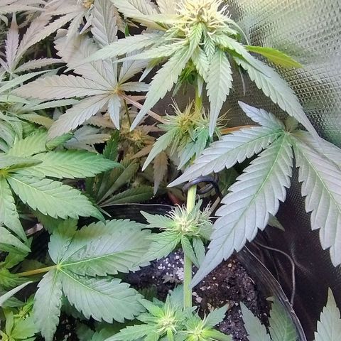Purple lemonade#2 growlog timeline photo