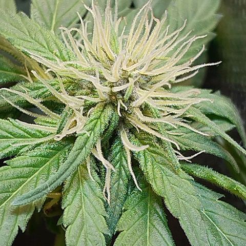 Purple lemonade growlog timeline photo