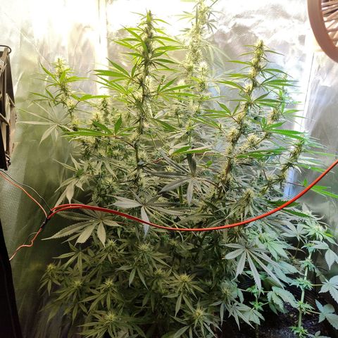 #skunk1 growlog timeline photo