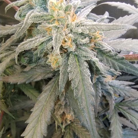 Diabo rojo growlog timeline photo