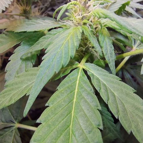 Purple lemonade#2 growlog timeline photo