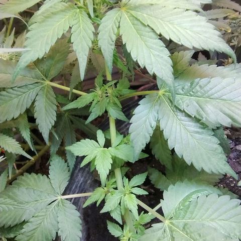 Purple lemonade#2 growlog timeline photo