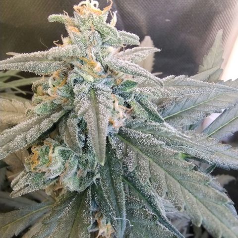 Diabo rojo growlog timeline photo
