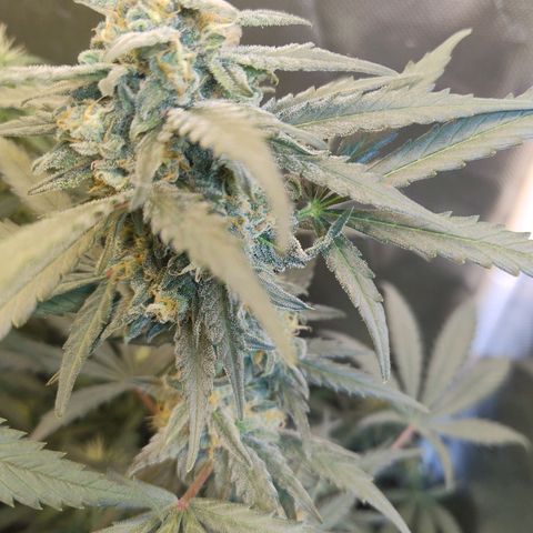 Diabo rojo growlog timeline photo