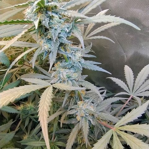 Diabo rojo growlog timeline photo