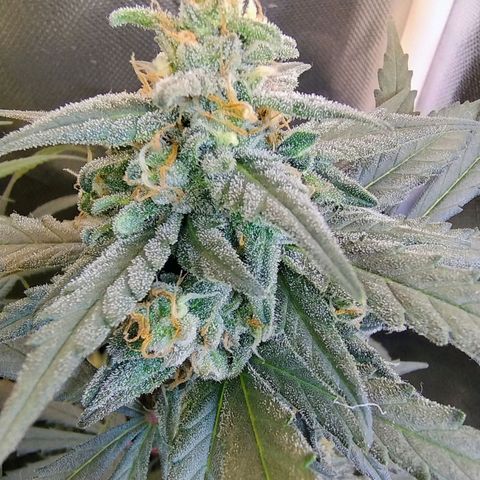 Diabo rojo growlog timeline photo