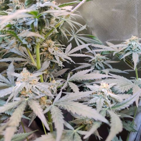 Diabo rojo growlog timeline photo