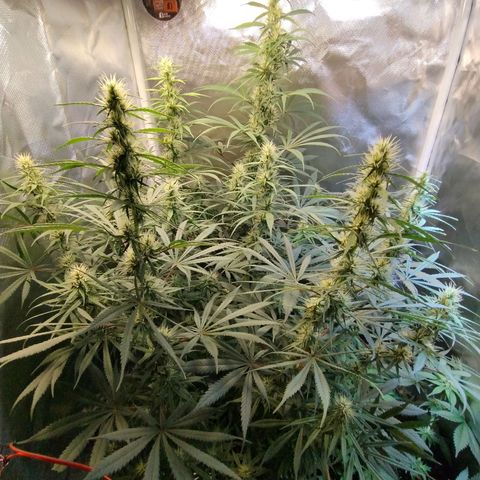 #skunk1 growlog timeline photo