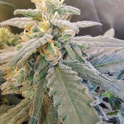 Diabo rojo growlog timeline photo