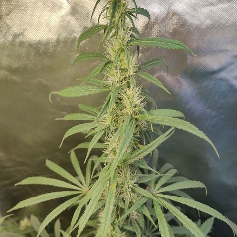 #skunk1 growlog timeline photo