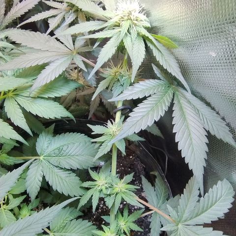 Purple lemonade growlog timeline photo