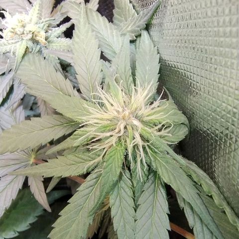 Purple lemonade growlog timeline photo