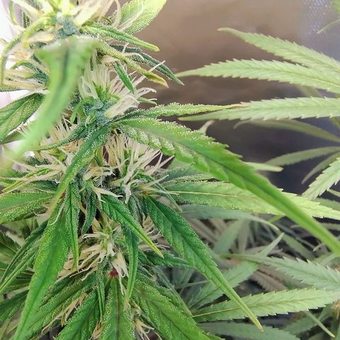 #skunk1 growlog timeline photo