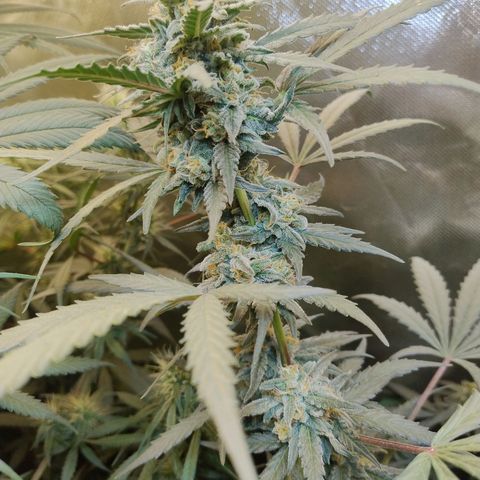 Diabo rojo growlog timeline photo