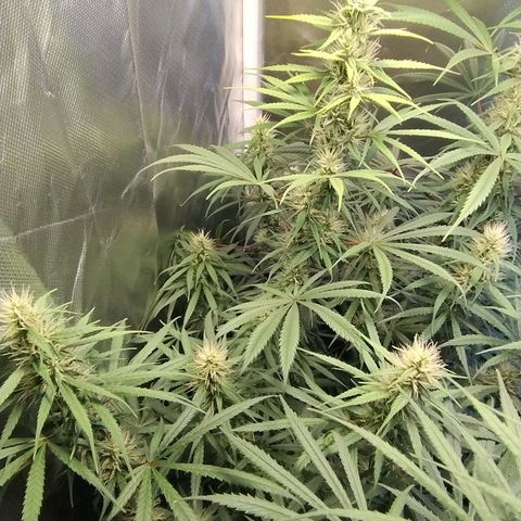 #skunk1 growlog timeline photo