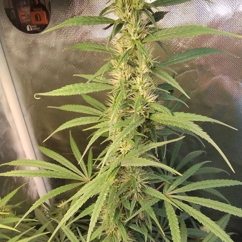 #skunk1 growlog timeline photo