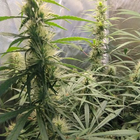 #skunk1 growlog timeline photo