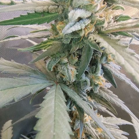 Diabo rojo growlog timeline photo