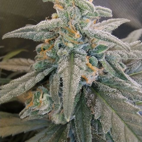 Diabo rojo growlog timeline photo