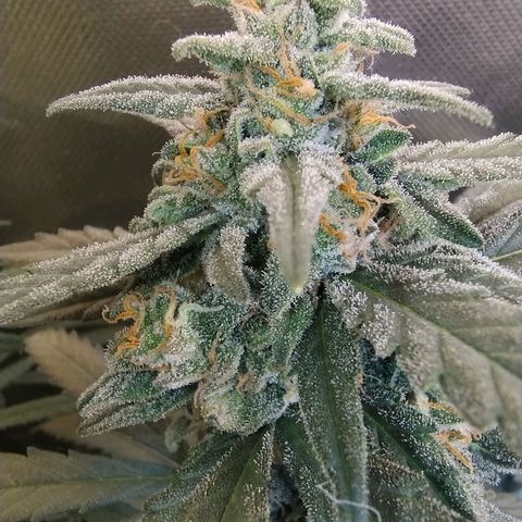 Diabo rojo growlog timeline photo