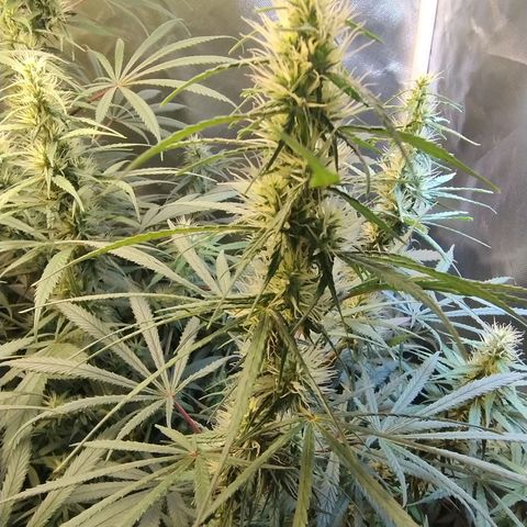 #skunk1 growlog timeline photo