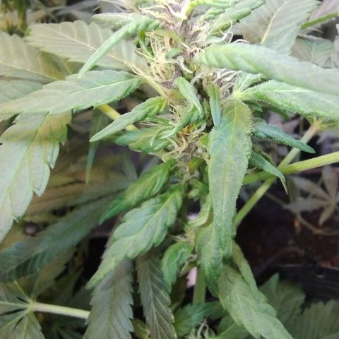 Purple lemonade#2 growlog timeline photo