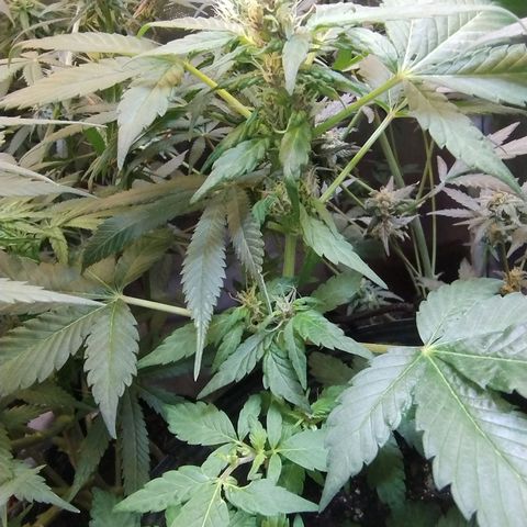 Purple lemonade#2 growlog timeline photo