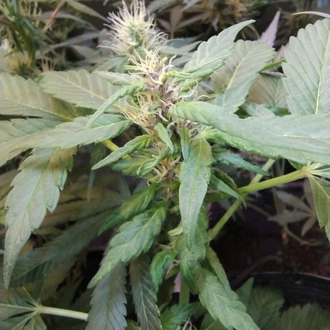 Purple lemonade#2 growlog timeline photo