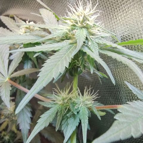 Purple lemonade growlog timeline photo