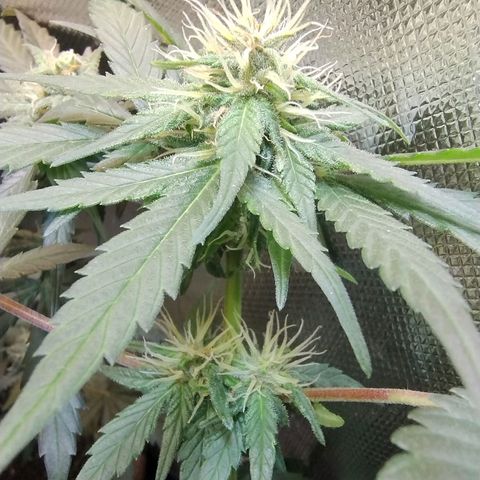 Purple lemonade growlog timeline photo