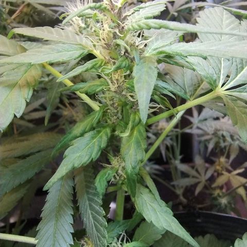 Purple lemonade#2 growlog timeline photo