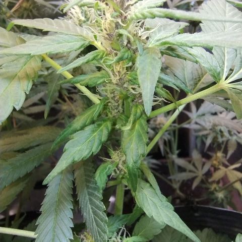 Purple lemonade#2 growlog timeline photo