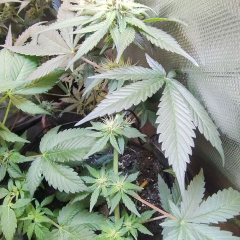 Purple lemonade growlog timeline photo