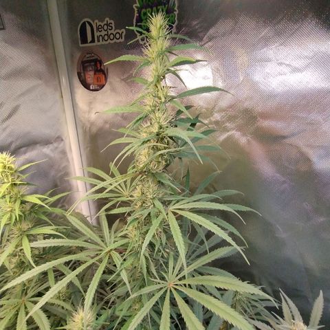 #skunk1 growlog timeline photo