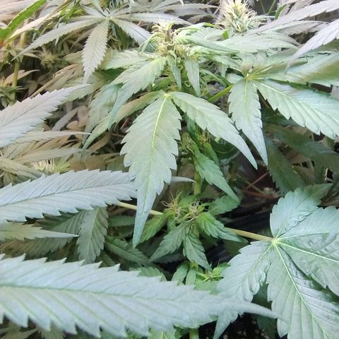 Purple lemonade#2 growlog timeline photo