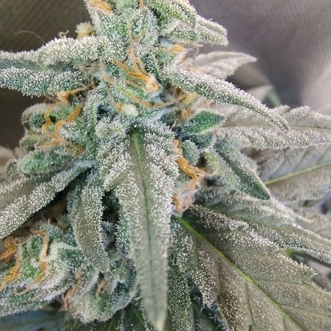Diabo rojo growlog timeline photo