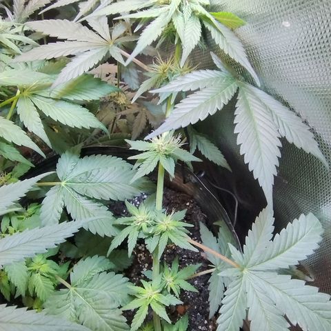 Purple lemonade#2 growlog timeline photo