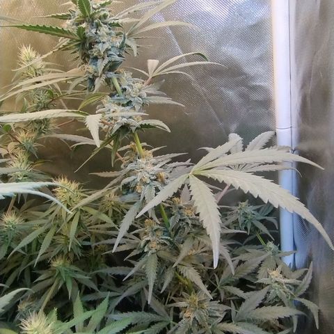 Diabo rojo growlog timeline photo
