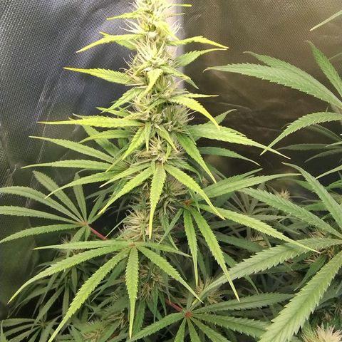 #skunk1 growlog timeline photo