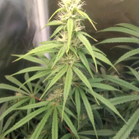 #skunk1 growlog timeline photo